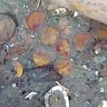 Algunas monedas encontradas entre los restos del galeón San José.