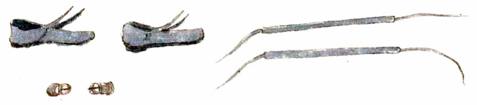 Zapatos, hebillas y ligas para las medias